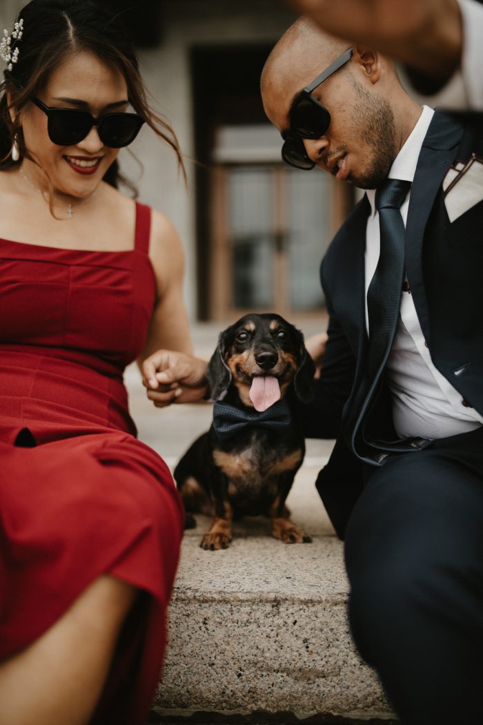 miniature dachshund posing during engagement shoot