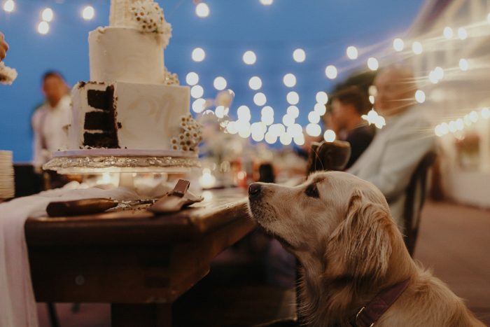 dog looking at wedding cake 