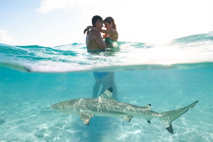 couple standing in ocean with shark